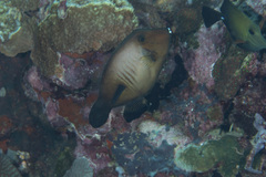 Amanses scopas