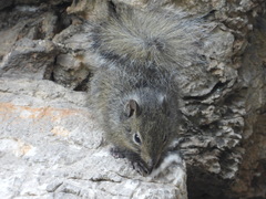 Sciurotamias davidianus