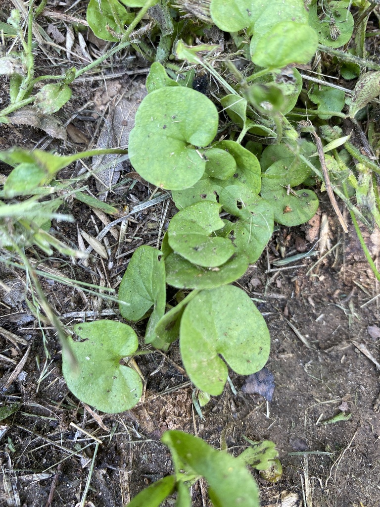 Carolina ponysfoot from W Main St, Azle, TX, US on May 14, 2024 at 12