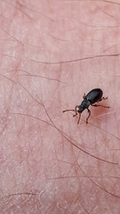 Phyllobius viridicollis