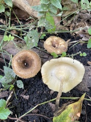 Media resource of Lentinus crinitus