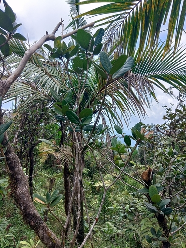 roble de sierra (Tabebuia rigida)