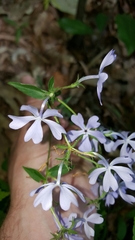 Phlox divaricata divaricata