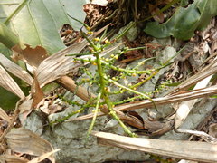 Chamaedorea pinnatifrons