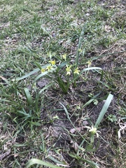 Gagea lutea