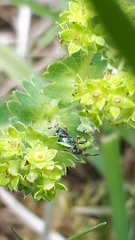 Phyllobius viridicollis