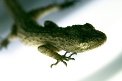 Mediodactylus russowii