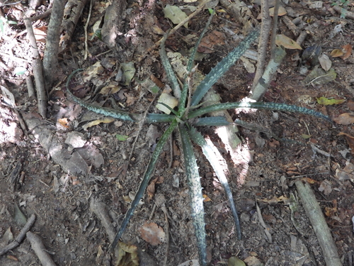 Aloe prostrata, photograph 3
