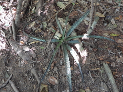 Aloe prostrata, photograph (c) amantedarmanin, some rights reserved (CC BY)