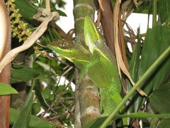 Anolis equestris