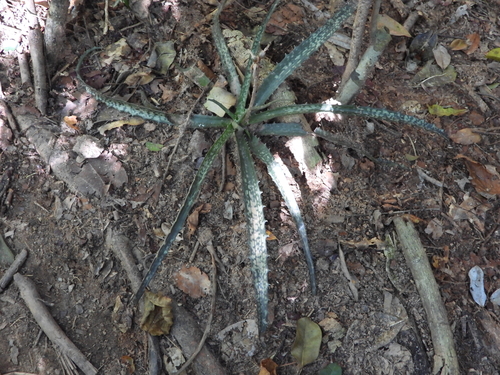 Aloe prostrata, photograph 2