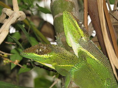 Anolis equestris