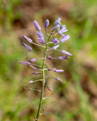 Camassia scilloides