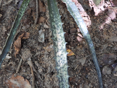 Aloe prostrata, photograph 1