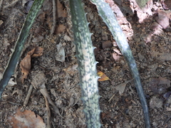 Aloe prostrata, photograph (c) amantedarmanin, some rights reserved (CC BY)
