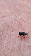 Phyllobius viridicollis