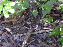 Eulophia spathulifera, photograph amantedarmanin, CC BY, iNaturalist via GBIF