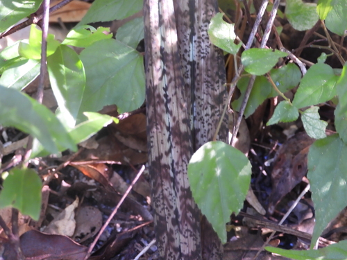 Eulophia spathulifera, photograph 4