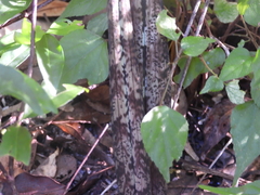 Eulophia spathulifera, photograph amantedarmanin, CC BY, iNaturalist via GBIF