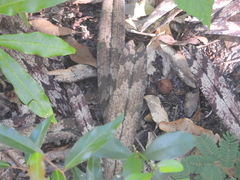 Eulophia spathulifera