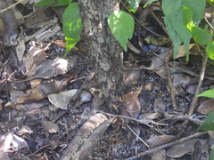 Eulophia spathulifera, photograph amantedarmanin, CC BY, iNaturalist via GBIF