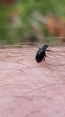 Phyllobius viridicollis