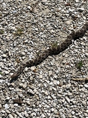Pantherophis ramspotti