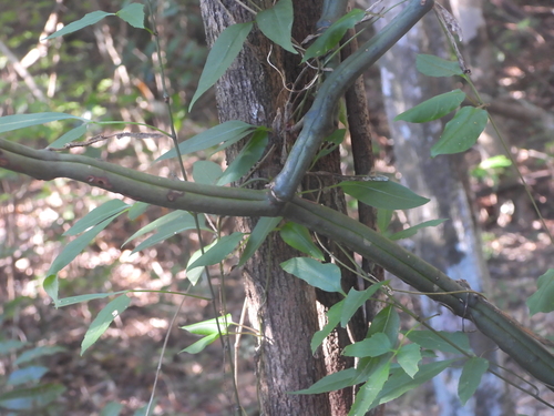 Image of Vanilla madagascariensis by (c) amantedarmanin, some rights reserved (CC BY)