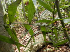 Chamaedorea pinnatifrons