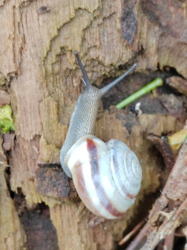 Fruticocampylaea narzanensis