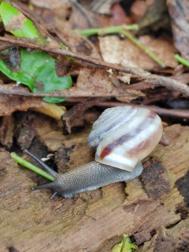 Fruticocampylaea narzanensis observed 2024-05-06