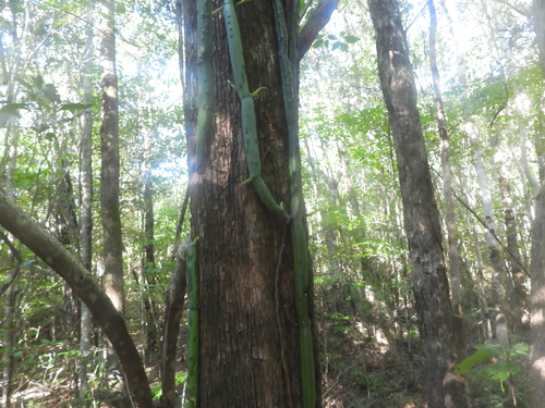 Vanilla madagascariensis, photograph 2