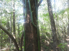 Vanilla madagascariensis, photograph (c) amantedarmanin, some rights reserved (CC BY)