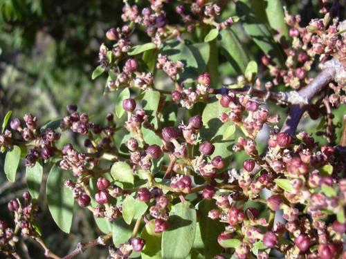Euphorbia olowaluana