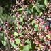 Euphorbia olowaluana - Photo (c) Forest & Kim Starr, algunos derechos reservados (CC BY)