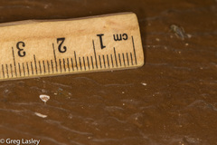 Eulithis gracilineata