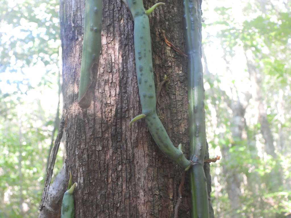 Vanilla madagascariensis