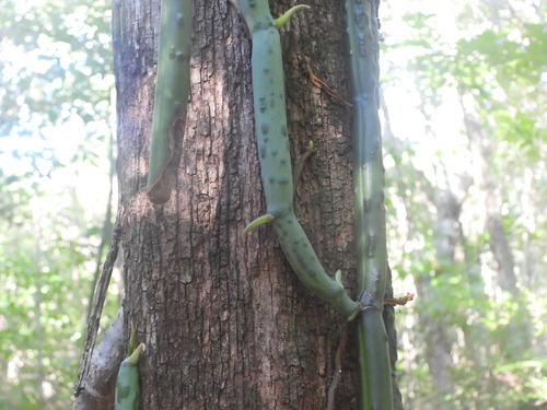 Madagascar Vanilla (Vanilla madagascariensis)