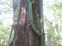 Vanilla madagascariensis