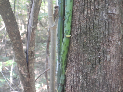 Vanilla madagascariensis, photograph 1
