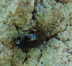 Loboptera