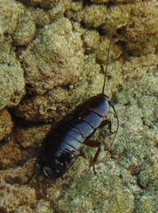 Loboptera