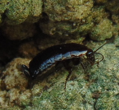 Loboptera