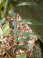 Chamaedorea pinnatifrons