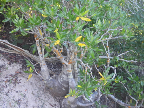 Image of Pachypodium rosulatum by (c) amantedarmanin, some rights reserved (CC BY)