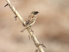 Emberiza pallasi