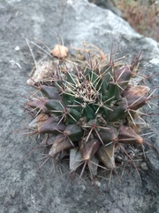 Mammillaria melanocentra melanocentra