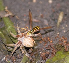 Poecilopompilus mixtus