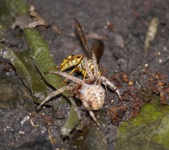 Poecilopompilus mixtus