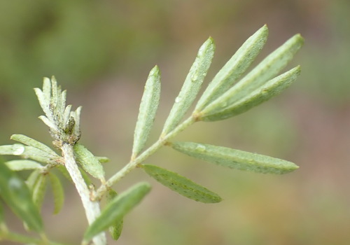 Image of Indigofera verrucosa by (c) Nicola van Berkel, some rights reserved (CC BY-SA)